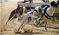 chrti_dostihy_Red_Mills_Cup_Czech_Greyhound_Racing_Federation_RedMillsCup2011_20.jpg