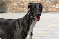 chrt_NewMac_Dior_Ceska_greyhound_dostihova_federace_DSC07122.JPG