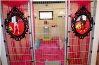 chrt_NewMac_Dior_Ceska_greyhound_dostihova_federace_DSC07508.jpg