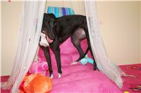 chrt_NewMac_Dior_Ceska_greyhound_dostihova_federace_DSC07573.JPG