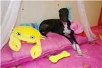 chrt_NewMac_Dior_Ceska_greyhound_dostihova_federace_DSC07695.jpg