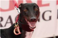 chrt_NewMac_Dior_Ceska_greyhound_dostihova_federace_DSC09471.jpg