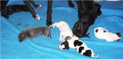 greyhound_pups_Czech_Greyhound_Racing_Federation_001.jpg