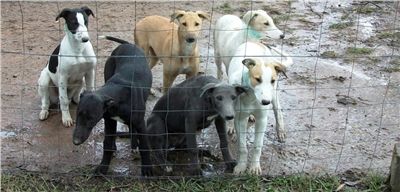 greyhound_pups_Czech_Greyhound_Racing_Federation_008.jpg