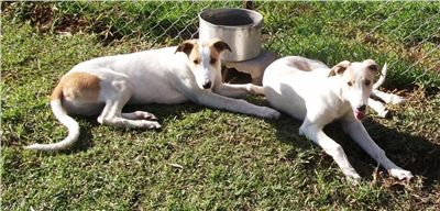 greyhound_pups_Czech_Greyhound_Racing_Federation_194.jpg