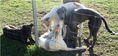 greyhound_pups_Czech_Greyhound_Racing_Federation_249.jpg