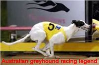 Chrt_Big_Daddy_Cool_legend_Czech_Greyhound_Racing_Federation_u1.jpg