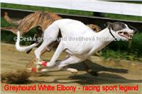 Chrt_White_Elbony_Czech_Greyhound_Racing_Federation_beh.jpg