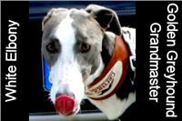 Legendarni_Zlaty_chrt_Velmist_White_Elbony_Czech_Greyhound_Racing_Federation.jpg