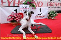 White_Elbony_son_of_australian_racing_legend_Big_Daddy_Cool_Czech_Greyhound_Racing_Federation.jpg