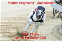 chrti_dostihy_Red_Mills_Cup_Czech_Greyhound_Racing_Federation_NQ1M0410.jpg