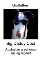 Big_daddy_cool_resized_Czech_greyhound_racing_federation.jpg