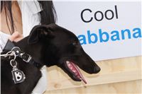 Puppy_Big_Daddy_Cool_Czech_Greyhound_Racing_Federation_DSC07342.JPG