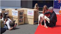 Puppy_Big_Daddy_Cool_Czech_Greyhound_Racing_Federation_DSC07875.JPG