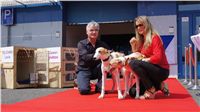 Puppy_Big_Daddy_Cool_Czech_Greyhound_Racing_Federation_DSC07884.JPG