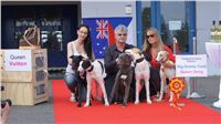 Puppy_Big_Daddy_Cool_Czech_Greyhound_Racing_Federation_DSC07905.JPG