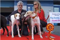 Puppy_Big_Daddy_Cool_Czech_Greyhound_Racing_Federation_DSC07920.JPG