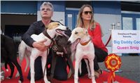 Puppy_Big_Daddy_Cool_Czech_Greyhound_Racing_Federation_DSC07922.JPG