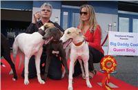 Puppy_Big_Daddy_Cool_Czech_Greyhound_Racing_Federation_DSC07923.JPG