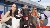 Puppy_Big_Daddy_Cool_Czech_Greyhound_Racing_Federation_DSC07924.JPG