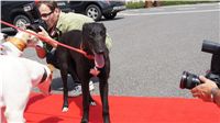 Puppy_Big_Daddy_Cool_Czech_Greyhound_Racing_Federation_DSC07941.JPG