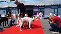 Puppy_Big_Daddy_Cool_Czech_Greyhound_Racing_Federation_DSC07956.JPG