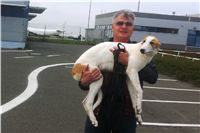 Puppy_Big_Daddy_Cool_Czech_Greyhound_Racing_Federation_IMG_0054.jpg