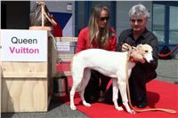 Puppy_Big_Daddy_Cool_Czech_Greyhound_Racing_Federation_IMG_2018.jpg