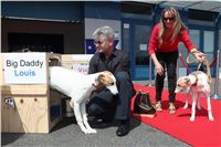 Puppy_Big_Daddy_Cool_Czech_Greyhound_Racing_Federation_IMG_2020.jpg