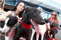 Puppy_Big_Daddy_Cool_Czech_Greyhound_Racing_Federation_IMG_2031.JPG