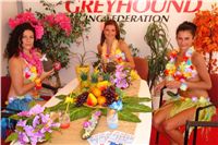 Chrti_dostihy_Summer_Prix_Czech_Greyhound_Racing_federation_DSC07612.JPG