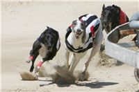 Chrti_dostihy_Summer_Prix_Czech_Greyhound_Racing_federation_NQ1M6081.JPG