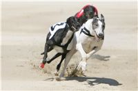 Chrti_dostihy_Summer_Prix_Czech_Greyhound_Racing_federation_NQ1M6085.JPG