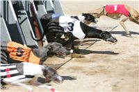 Chrti_dostihy_Summer_Prix_Czech_Greyhound_Racing_federation_NQ1M5829.JPG