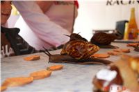 Snail_Race_World_Championship_CGDF_DSC04971.JPG