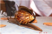 Snail_Race_World_Championship_CGDF_DSC04972.JPG