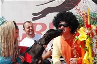 chrti_dostihy_Summe_Prix_Czech_Greyhound_Racing_Federation_DSC05019.JPG