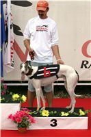 chrti_dostihy_Summe_Prix_Czech_Greyhound_Racing_Federation_NQ1M4879.JPG