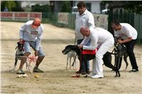 chrti_dostihy_Summe_Prix_Czech_Greyhound_Racing_Federation_NQ1M4979.JPG