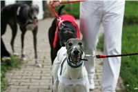 chrti_dostihy_Summe_Prix_Czech_Greyhound_Racing_Federation_NQ1M4988.JPG