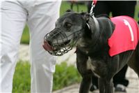 chrti_dostihy_Summe_Prix_Czech_Greyhound_Racing_Federation_NQ1M4992.JPG