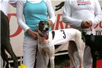 chrti_dostihy_Summe_Prix_Czech_Greyhound_Racing_Federation_NQ1M5014.JPG