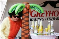 chrti_dostihy_Summe_Prix_Czech_Greyhound_Racing_Federation_NQ1M5061.JPG