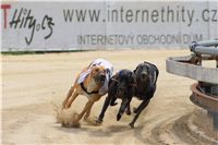 chrti_dostihy_Summe_Prix_Czech_Greyhound_Racing_Federation_r1_DSC08050.JPG