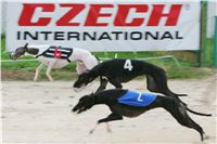 chrti_dostihy_Summe_Prix_Czech_Greyhound_Racing_Federation_r2_NQ1M4840.JPG