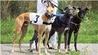 chrti_dostihy_Summe_Prix_Czech_Greyhound_Racing_Federation_r1_DSC08032.JPG