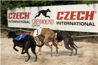 chrti_dostihy_Summe_Prix_Czech_Greyhound_Racing_Federation_r1_DSC08037.JPG