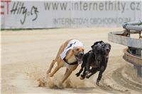 chrti_dostihy_Summe_Prix_Czech_Greyhound_Racing_Federation_r1_DSC08052.JPG