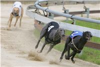 chrti_dostihy_Summe_Prix_Czech_Greyhound_Racing_Federation_r1_NQ1M4805.JPG