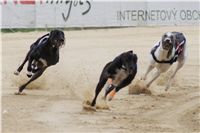 chrti_dostihy_Summe_Prix_Czech_Greyhound_Racing_Federation_r2_DSC08061.JPG